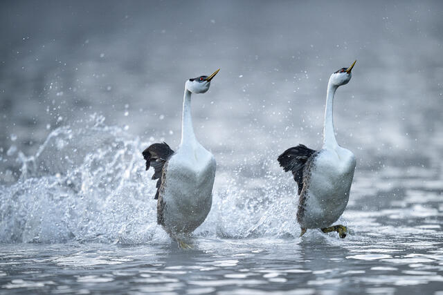 Western Grebes Rushing print