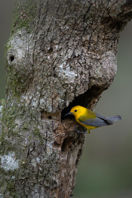 Małe Prothonotary Warbler at Nest print