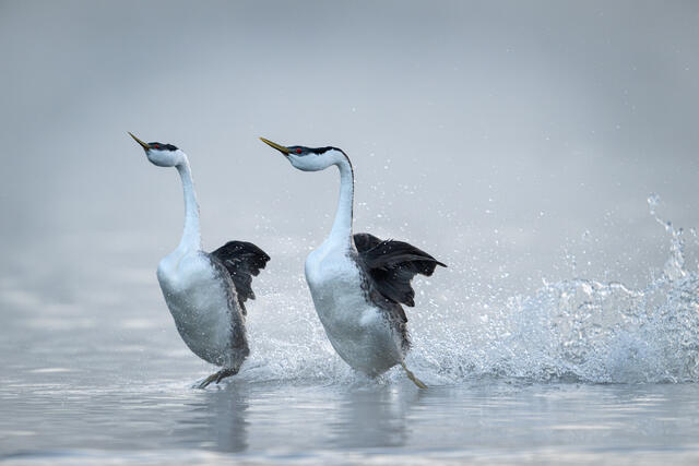 Western Grebe Pair Rushing print