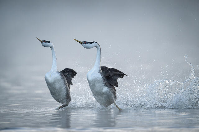 Western Grebes Rushing print