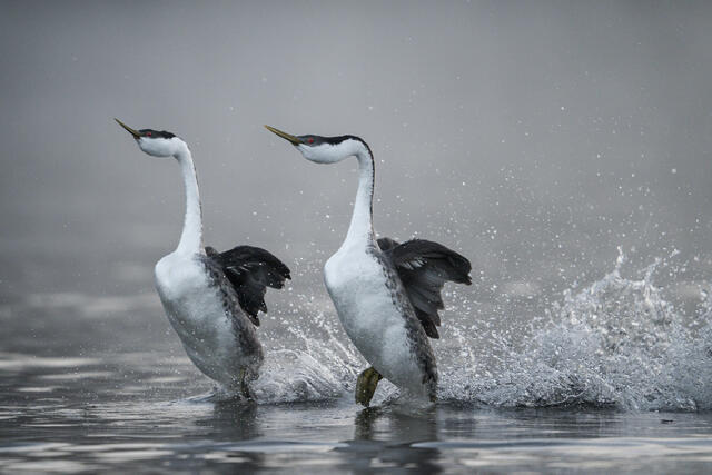 Western Grebes Rushing print