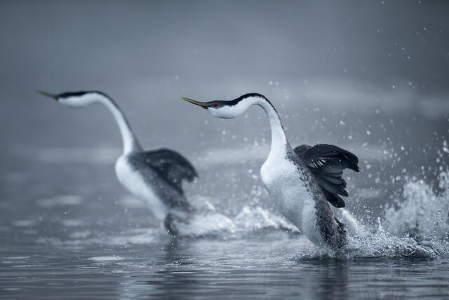 Western Grebes Rushing print