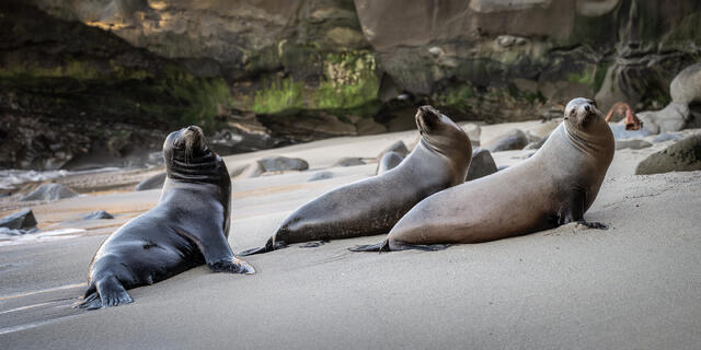 California Sea Lions print