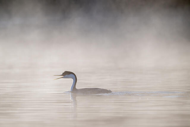 Western Grebe Advertising print