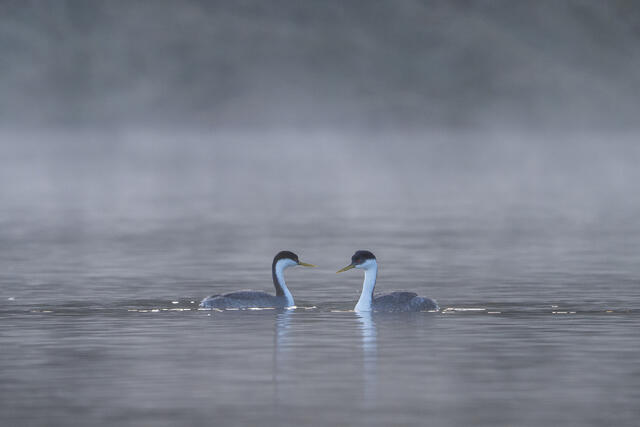 Western Grebes Courting print