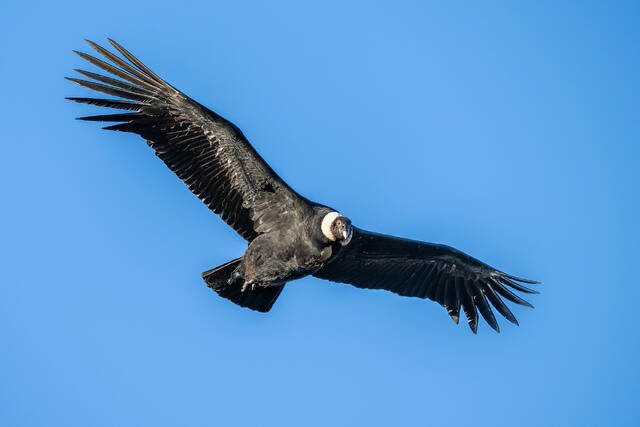 Andean Condor on the Wing print