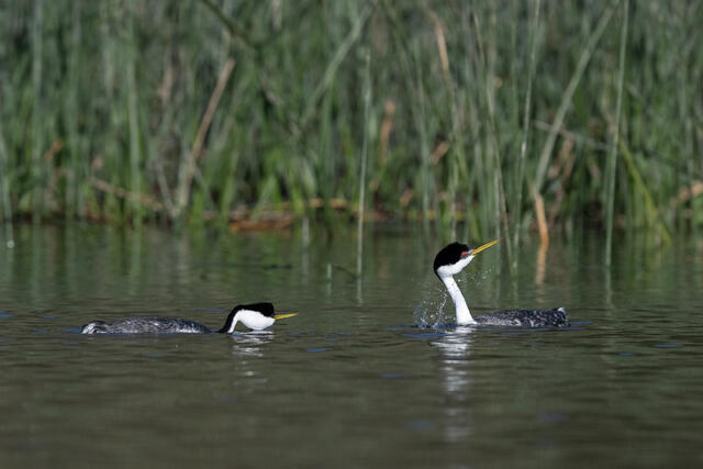 Western Grebes Dip-Shaking print