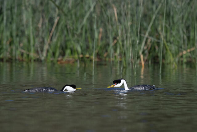 Western Grebes Ratchet-Pointing print