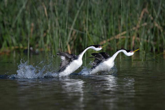 Western Grebes Launching print