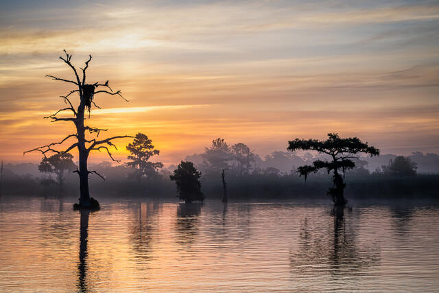 Blackwater River Dawn with Osprey print