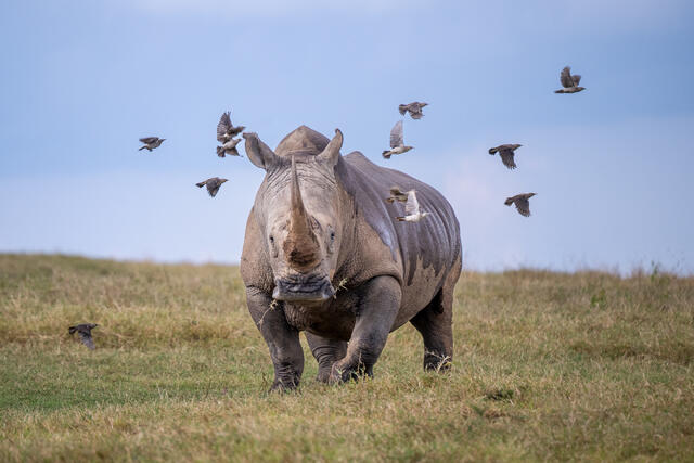 White Rhinoceros and Wattled Starlings print