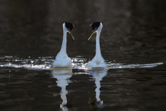 Western Grebes Courting print