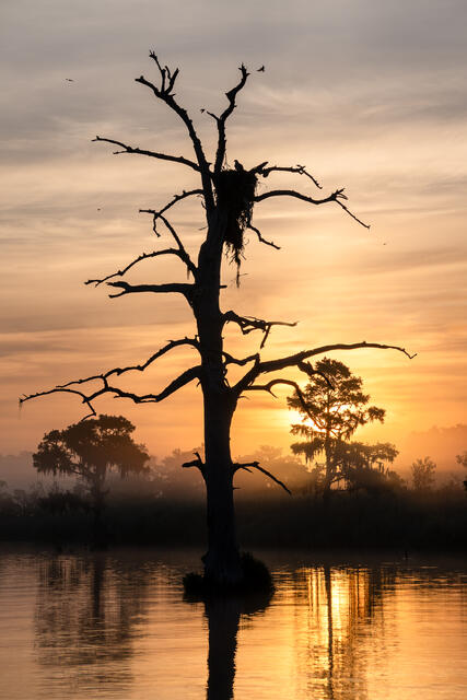 Osprey on Nest at Dawn print