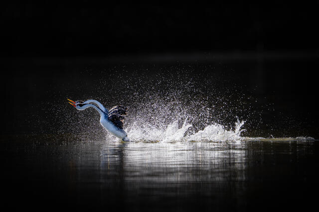 Clark's Grebes Rushing Display print