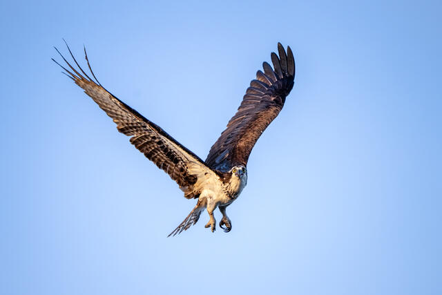 Osprey Inspection print