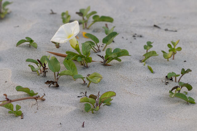 Beach Morning Glory print