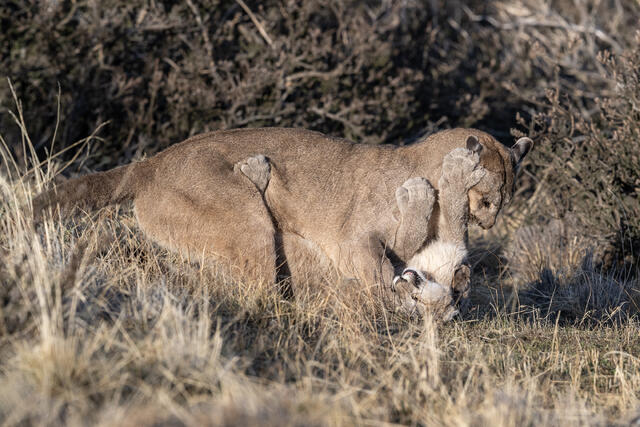 Puma Playing with Cub 1 print