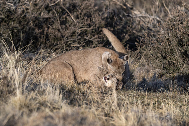 Puma Playing with Cub 12 print
