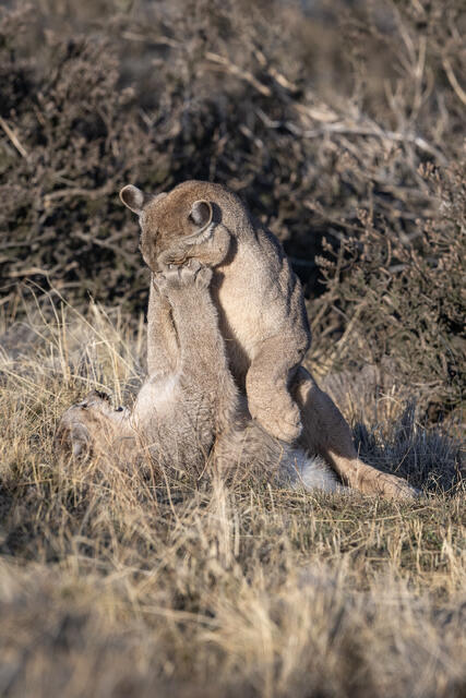 Puma Playing with Cub 13 print