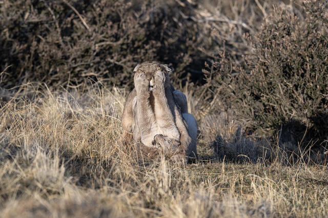Puma Playing with Cub 10 print