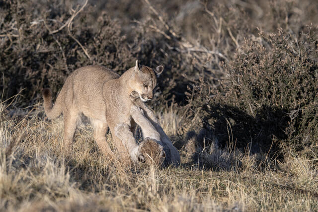 Puma Playing with Cub 8 print