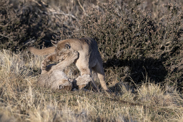 Puma Playing with Cub 7 print