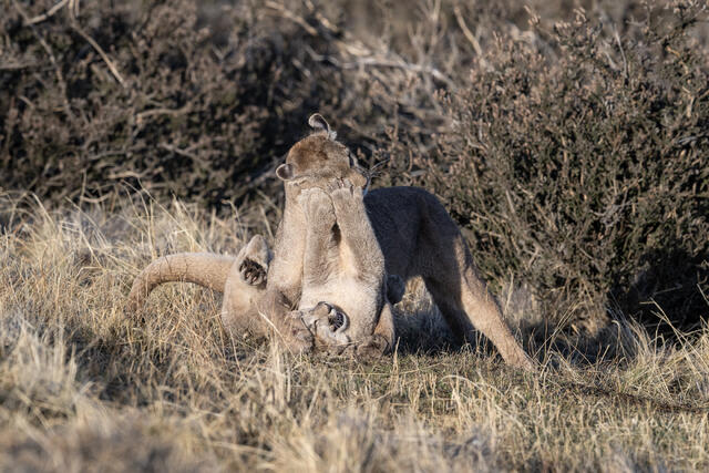 Puma Playing with Cub 6 print