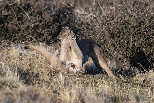 Puma Playing with Cub 5 print