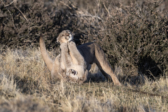 Puma Playing with Cub 4 print