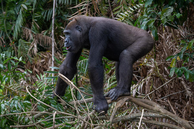 Western Lowland Gorilla Calling print