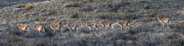 Guanacos on the Move print