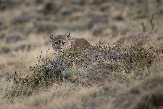 Male Puma Stare down print