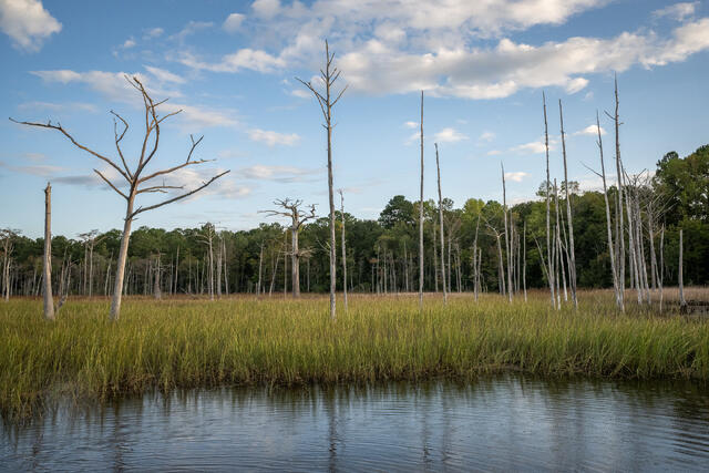 Ghost Forest print
