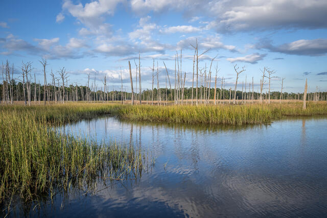 Ghost Forest print