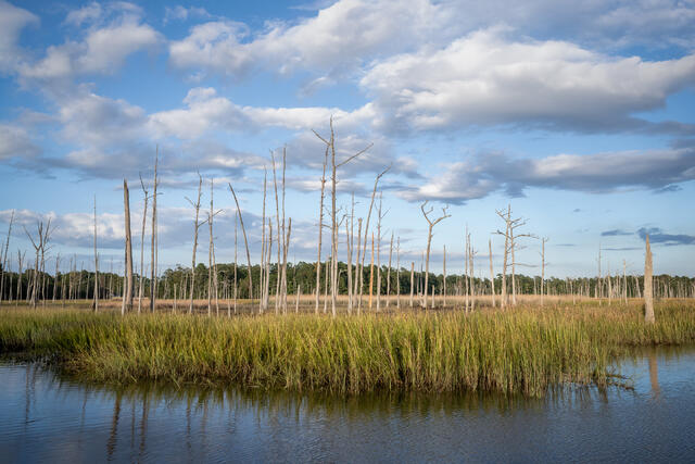 Ghost Forest print