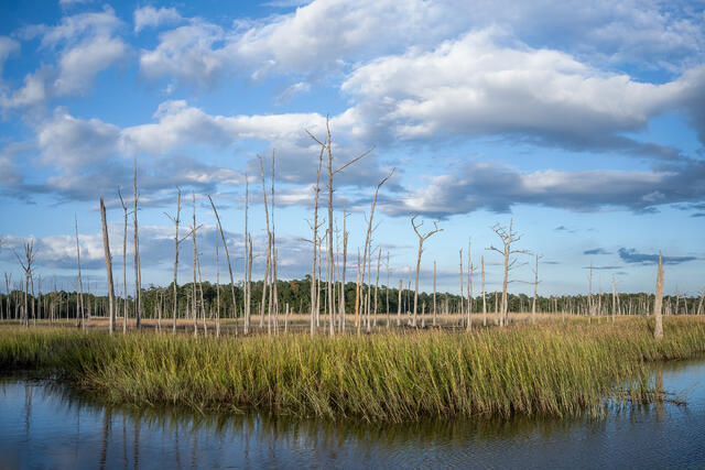 Ghost Forest print