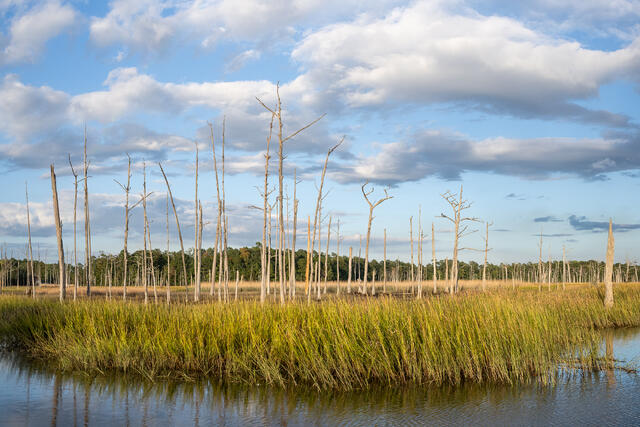 Ghost Forest Transition to Salt Marsh print