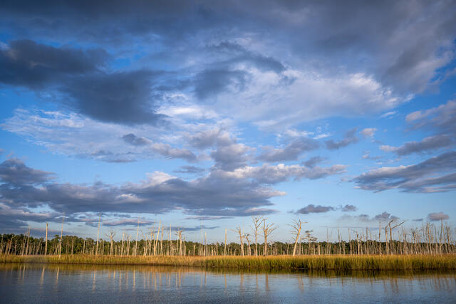 Ghost Forest print