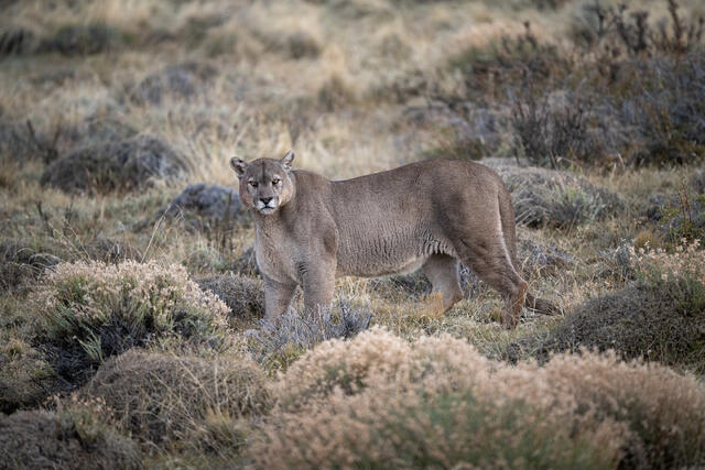 Large Puma Male print