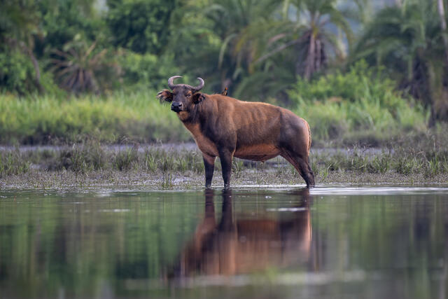 African Forest Buffalo print