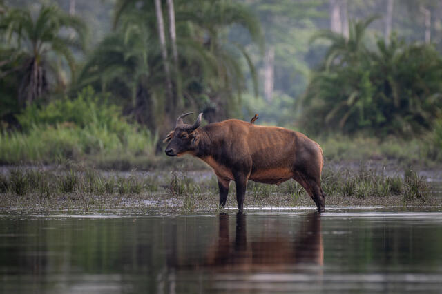 Forest Buffalo and Oxpecker print
