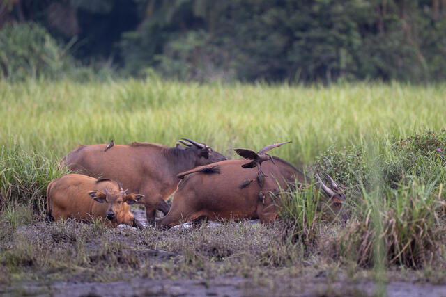 African Forest Buffalos Wallowing print