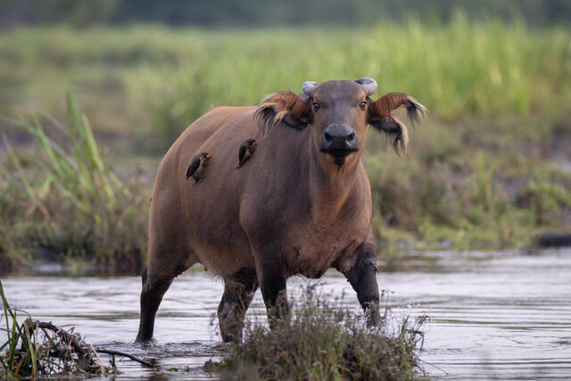 Forest Buffalo and Oxpeckers print