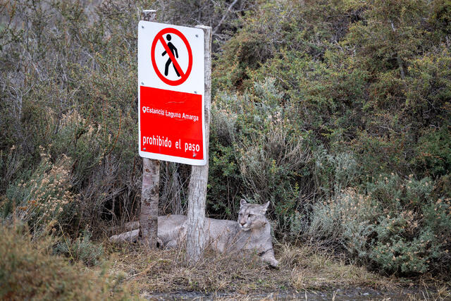Guard Puma print