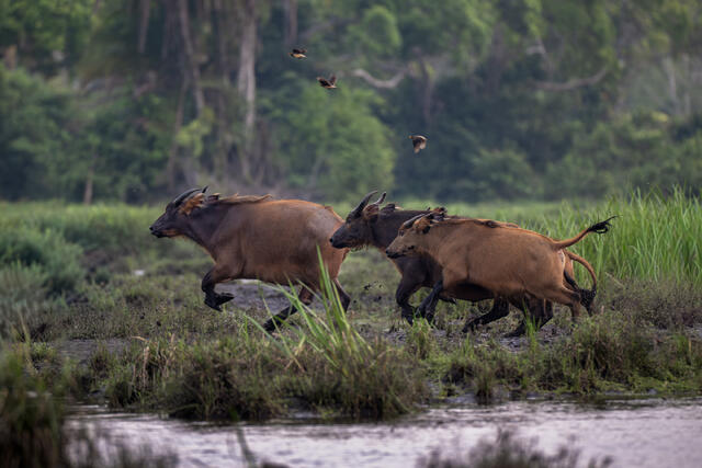 African Forest Buffalos Running from Perceived Danger print