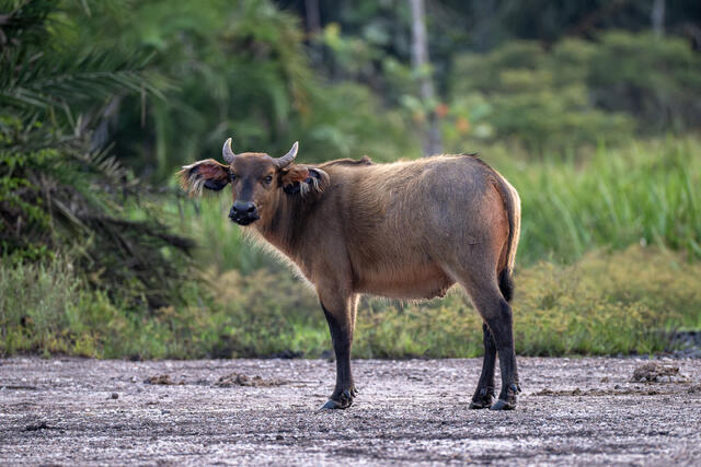 African forest Buffalo print