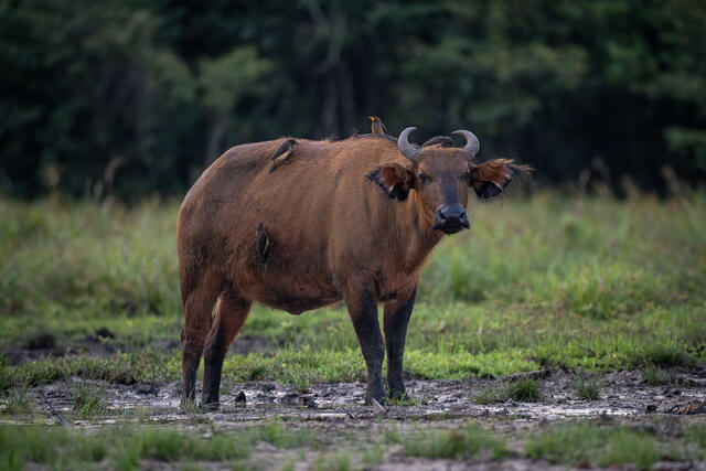 African forest Buffalo print