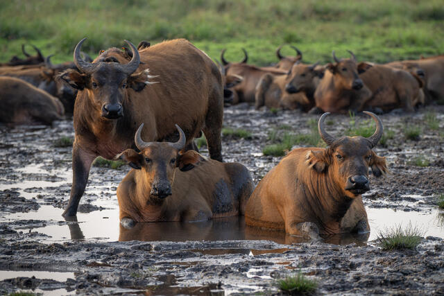 African forest Buffalo print