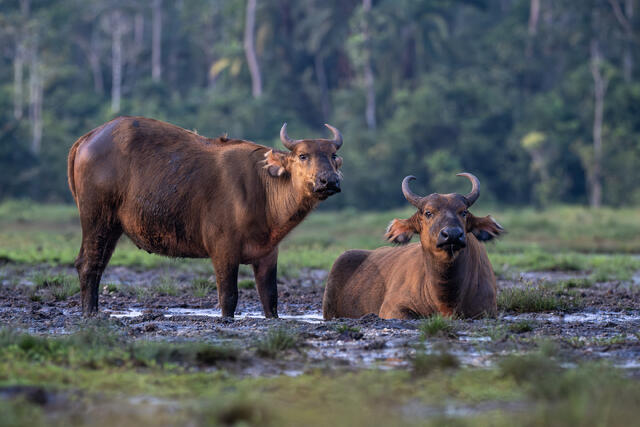 African Forest Buffalos print