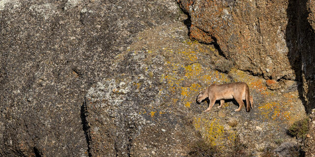 Puma on Cliff  print